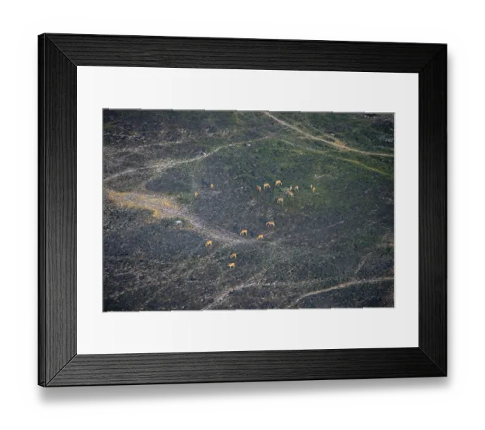 Framed Print : Herd of impalas (Aepyceros melampus)