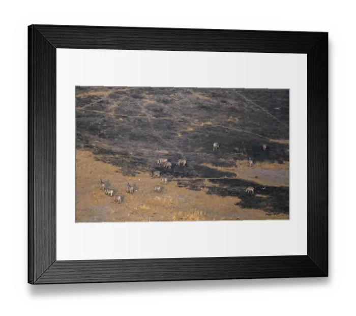 Framed Print : Herd of steppe zebras (Equus quagga) in dry savanna Framed Print : Herd of steppe zebras (Equus quagga) in dry savanna