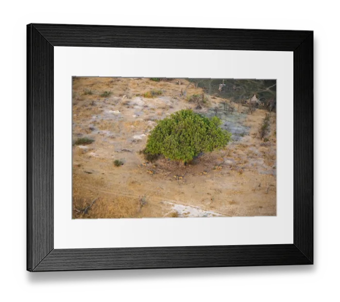 Framed Print : Flock of impalas (Aepyceros melampus) under a liver sausage tree (Kigelia africana)