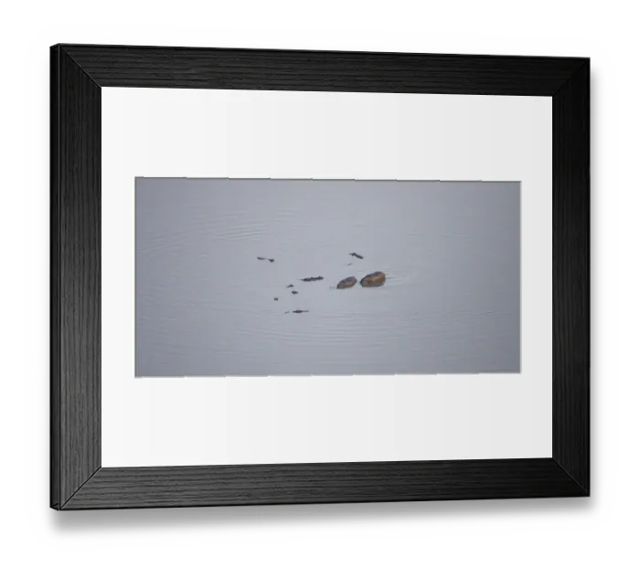 Framed Print : Hippos (Hippopatamus amphibius) in water Framed Print : Hippos (Hippopatamus amphibius) in water