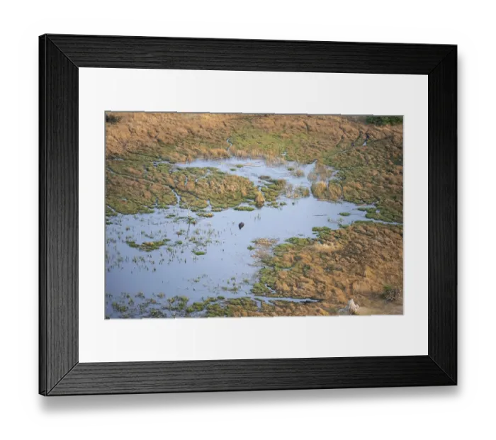Framed Print : Hippopotamus (Hippopatamus amphibius) in water