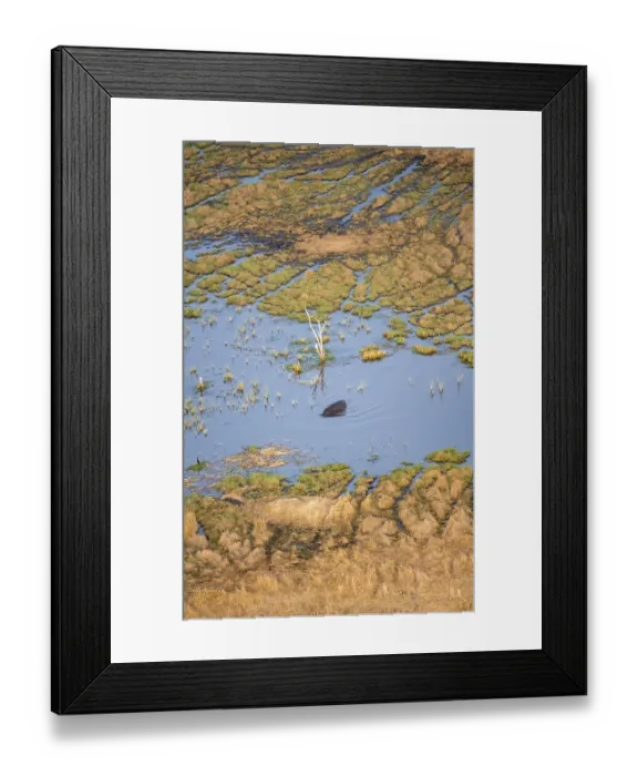 Framed Print : Hippopotamus (Hippopatamus amphibius) in water