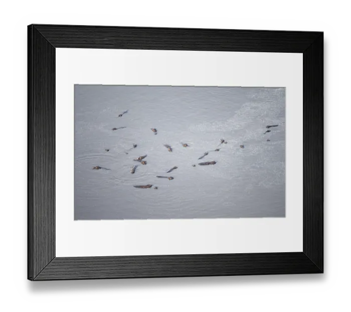 Framed Print : Group of hippos (Hippopatamus amphibius) in water