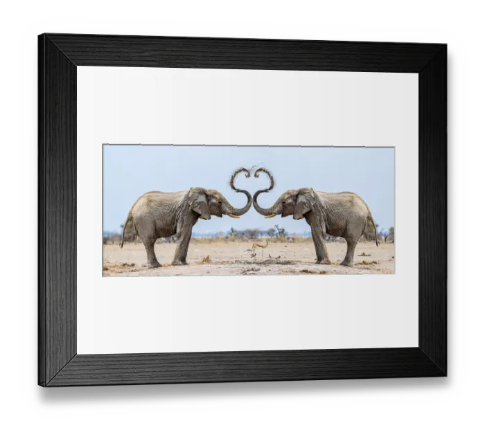 Framed Print : Photo montage, African elephant (Loxodonta africana)