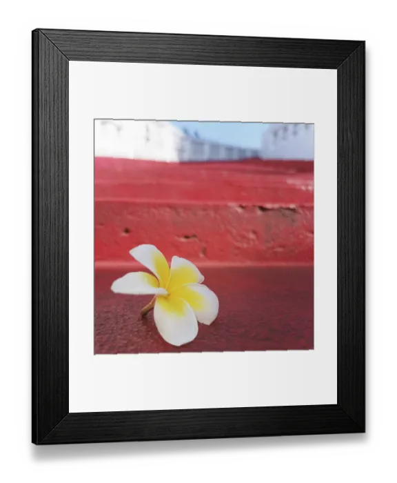 Framed Print : Plumeria flower on a red staircase Framed Print : Plumeria flower on a red staircase