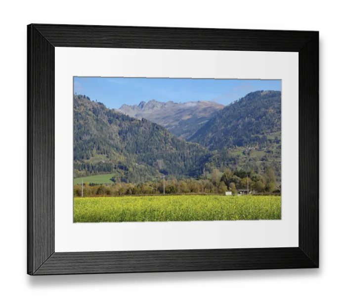 Framed Print : A yellow flower field sprawls out in front of wooded slopes Framed Print : A yellow flower field sprawls out in front of wooded slopes