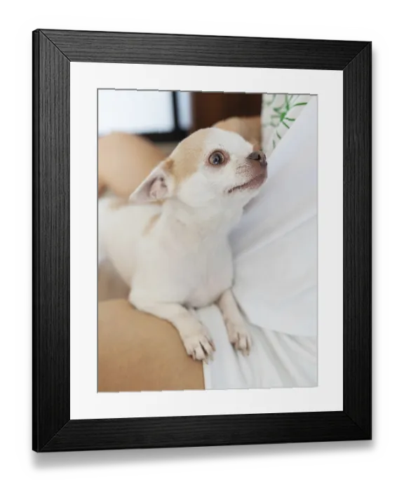 Framed Print : Portrait of a white-beige Chihuahua dog in the arms of its owner Framed Print : Portrait of a white-beige Chihuahua dog in the arms of its owner