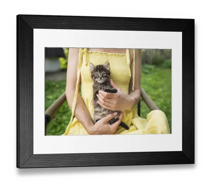 Framed Print : A happy kitten enjoys being petted by a woman's hand Framed Print : A happy kitten enjoys being petted by a woman's hand