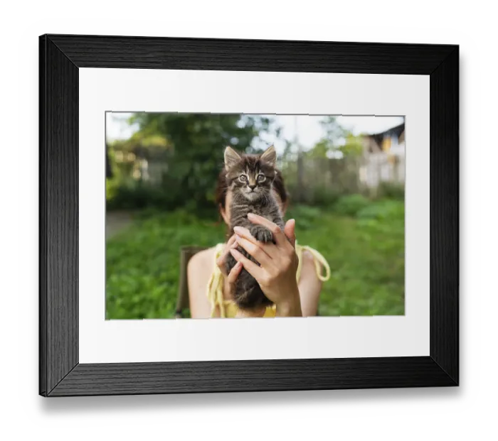 Framed Print : Girl holding a fluffy kitten in front of their face Framed Print : Girl holding a fluffy kitten in front of their face