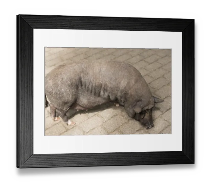 Framed Print : Pot-bellied pig Pot-bellied pig Framed Print : Pot-bellied pig Pot-bellied pig