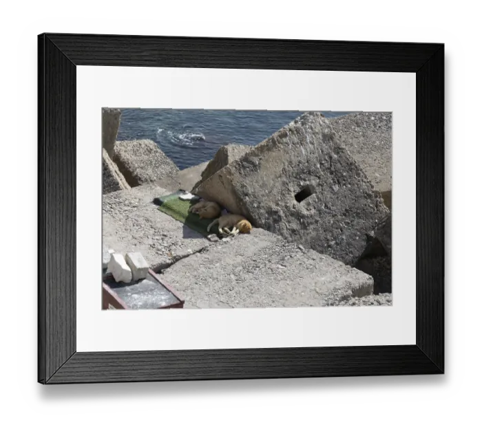 Framed Print : The cats from Cadiz are in the background Framed Print : The cats from Cadiz are in the background