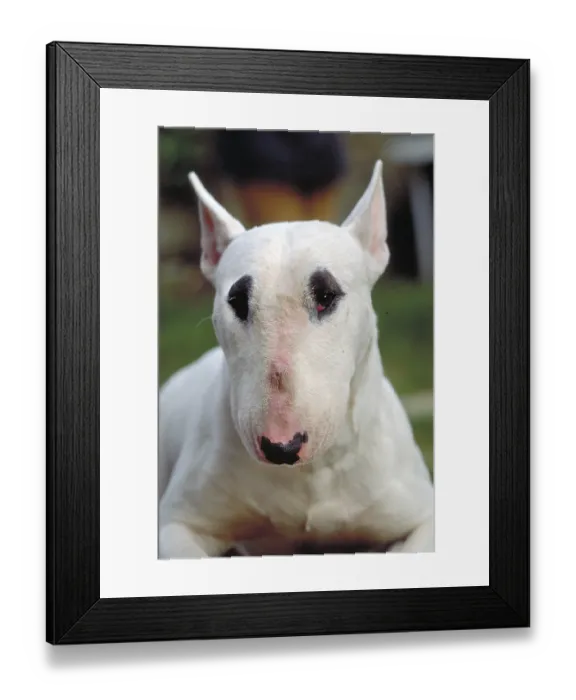 Framed Print : Dog, portrait of a bull terrier Framed Print : Dog, portrait of a bull terrier
