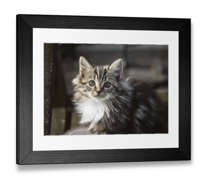 Framed Print : Cute, fluffy kitten with soft striped fur and glowing eyes looks curiously at the camera Framed Print : Cute, fluffy kitten with soft striped fur and glowing eyes looks curiously at the camera