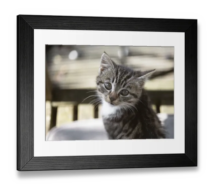 Framed Print : Playful little kitten with shiny big eyes and delicate whiskers sits quietly