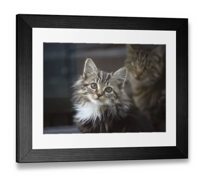 Framed Print : Adorable, cute little kitten with long fur and white chest