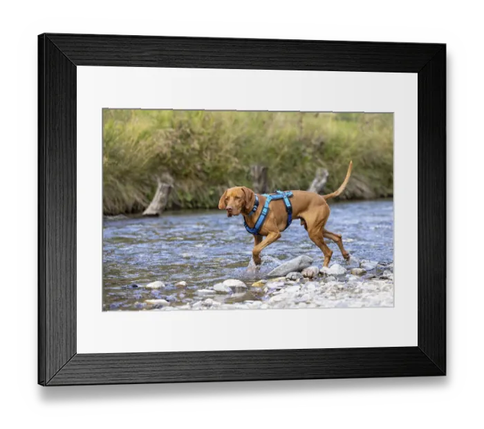 Framed Print : Vizsla male, playing in water, Brenno del Lucomagno Framed Print : Vizsla male, playing in water, Brenno del Lucomagno
