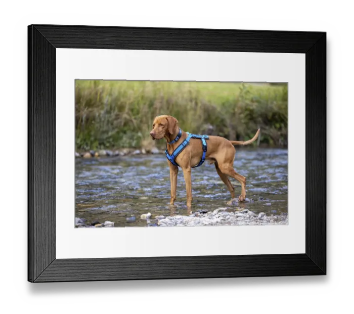 Framed Print : Vizsla male, playing in water, Brenno del Lucomagno