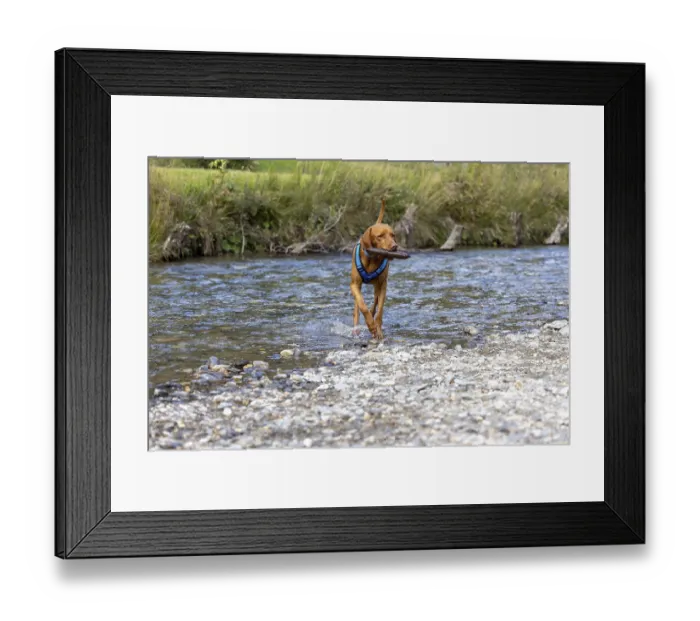 Framed Print : Vizsla male, brings Apport from the water Framed Print : Vizsla male, brings Apport from the water