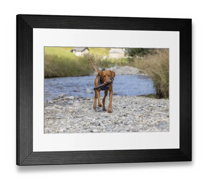 Framed Print : Vizsla male, brings Apport from the water