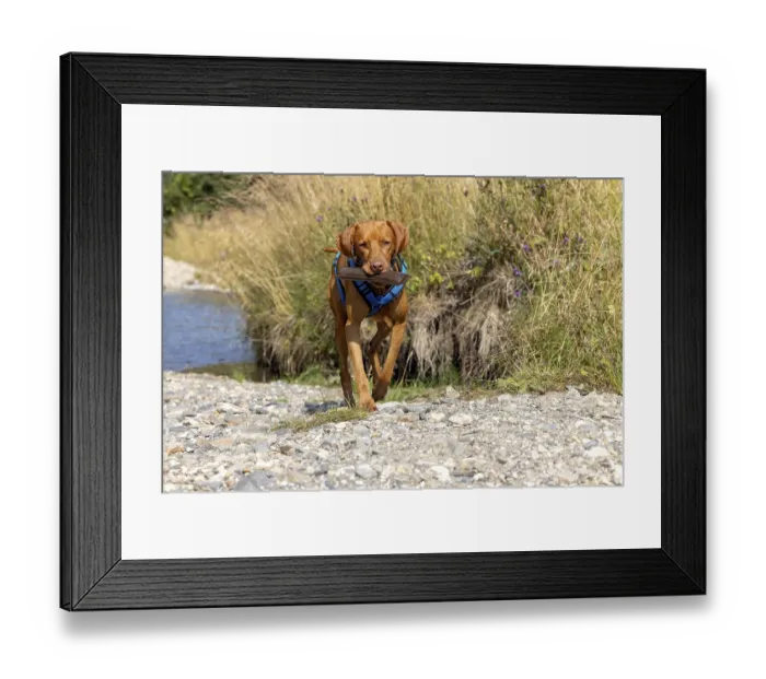 Framed Print : Vizsla male, brings Apport from the water Framed Print : Vizsla male, brings Apport from the water