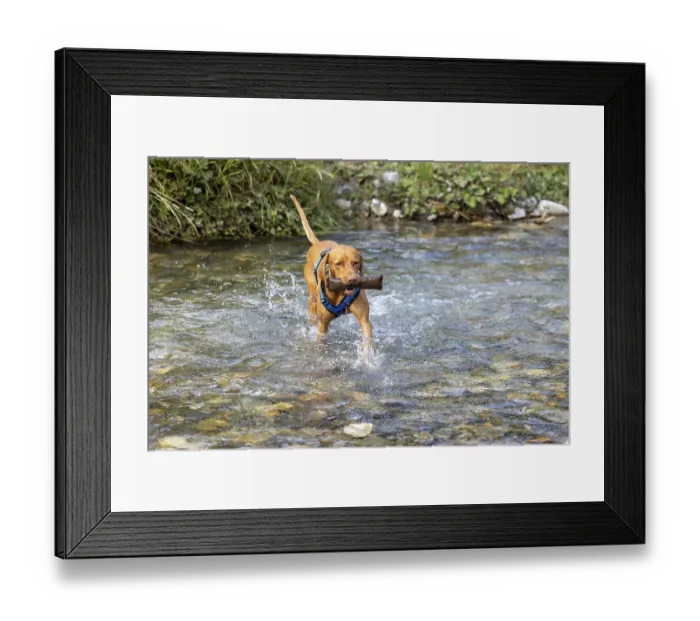 Framed Print : Vizsla male, brings Apport from the water