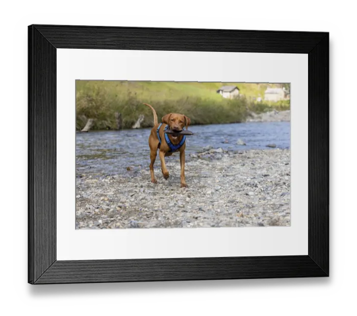 Framed Print : Vizsla male, brings Apport from the water