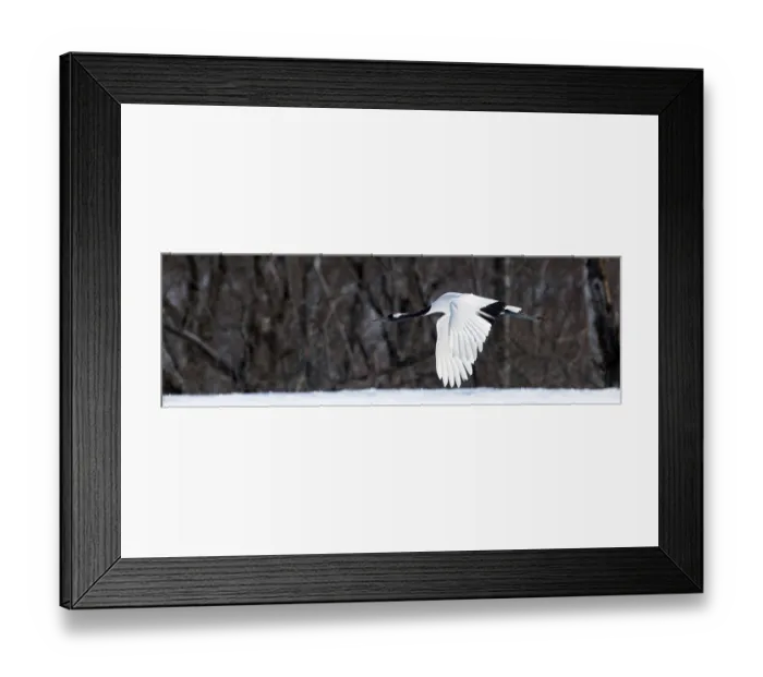 Framed Print : Japanese crane, Red-crowned crane (Grus japonensis)