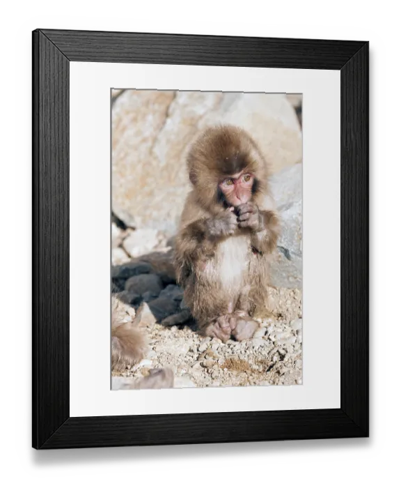 Framed Print : Japanese macaque or snow japanese monkey