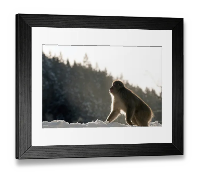 Framed Print : Japanese macaque or snow japanese monkey