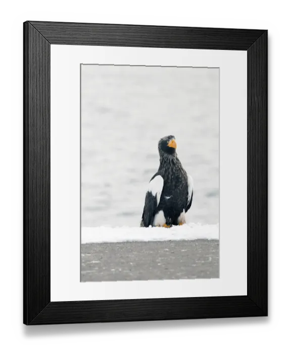 Framed Print : Steller's sea eagle (Haliaeetus pelagicus) Framed Print : Steller's sea eagle (Haliaeetus pelagicus)