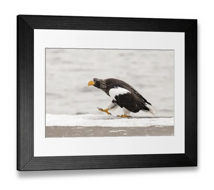 Framed Print : Steller's sea eagle (Haliaeetus pelagicus) Framed Print : Steller's sea eagle (Haliaeetus pelagicus)