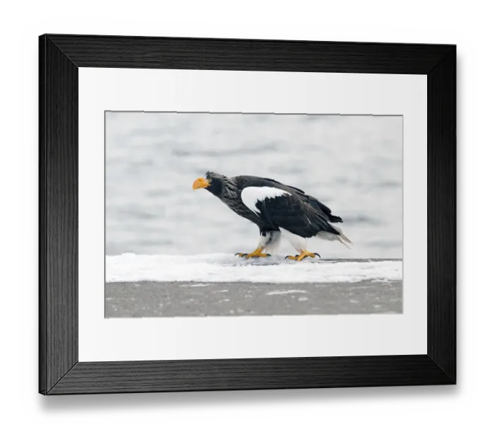 Framed Print : Steller's sea eagle (Haliaeetus pelagicus)