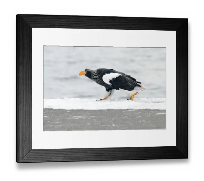 Framed Print : Steller's sea eagle (Haliaeetus pelagicus) Framed Print : Steller's sea eagle (Haliaeetus pelagicus)