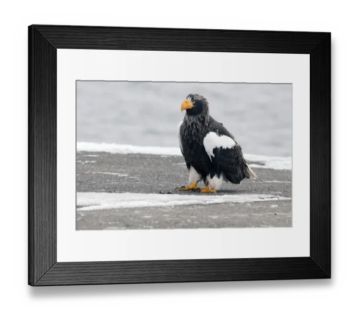 Framed Print : Steller's sea eagle (Haliaeetus pelagicus)