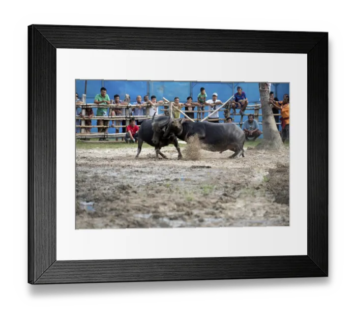 Framed Print : Thailand, fighting Buffalo (Bubalus bubalis) Framed Print : Thailand, fighting Buffalo (Bubalus bubalis)