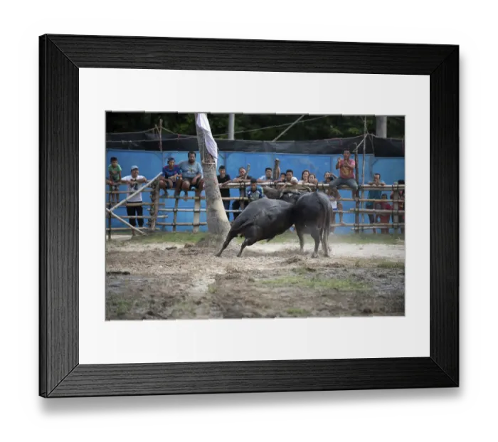 Framed Print : Thailand, fighting Buffalo (Bubalus bubalis) Framed Print : Thailand, fighting Buffalo (Bubalus bubalis)