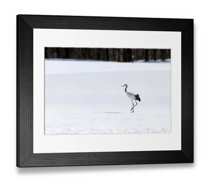 Framed Print : Japanese crane, Red-crowned crane (Grus japonensis) young