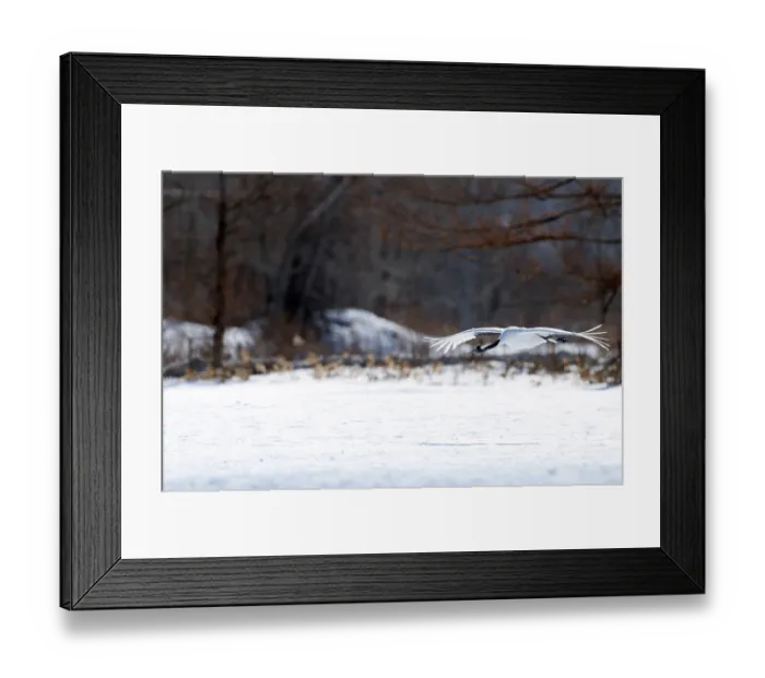 Framed Print : Japanese crane, Red-crowned crane (Grus japonensis) flying Framed Print : Japanese crane, Red-crowned crane (Grus japonensis) flying