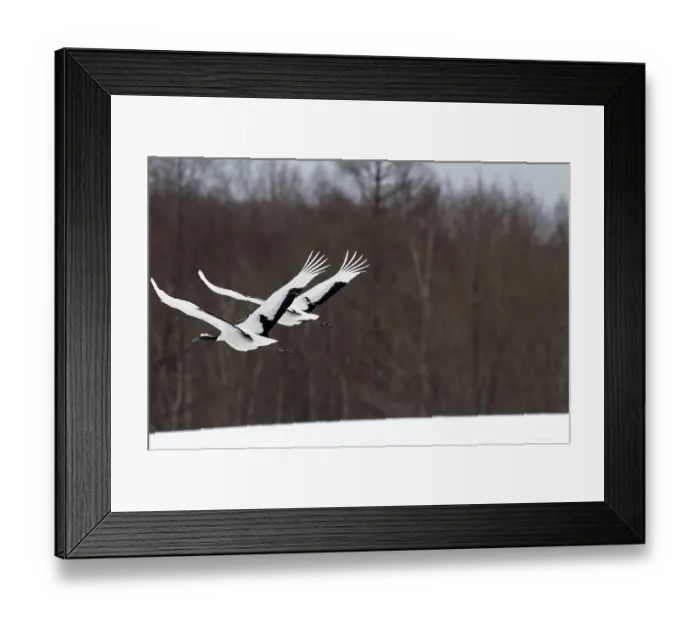 Framed Print : Japanese crane, Red-crowned crane (Grus japonensis) couple flying Framed Print : Japanese crane, Red-crowned crane (Grus japonensis) couple flying