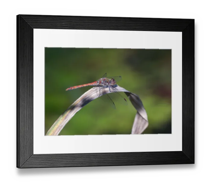 Framed Print : Blood-red heather (Sympetrum sanguineum) Framed Print : Blood-red heather (Sympetrum sanguineum)