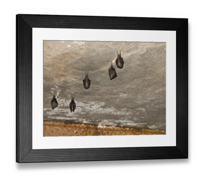 Framed Print : Small horseshoe nose (Rhinolophus hipposideros) hanging from the ceiling in the cellar