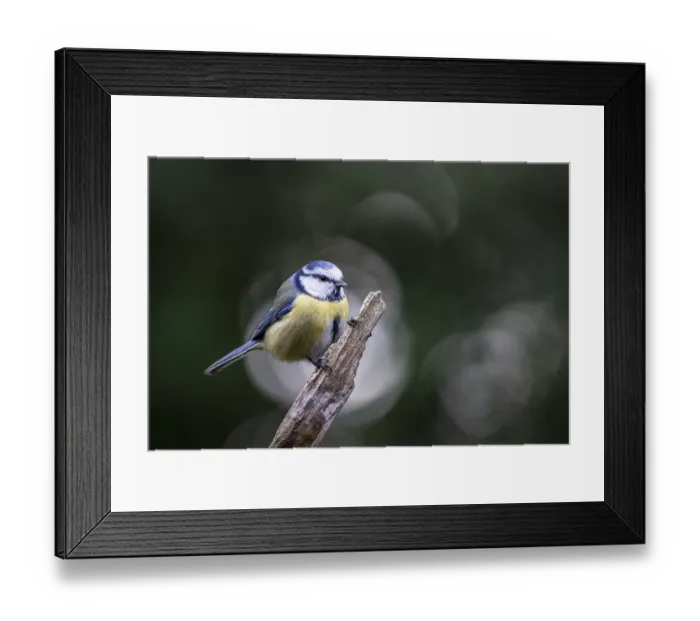 Framed Print : Blue tit (Parus caerulea), Emsland