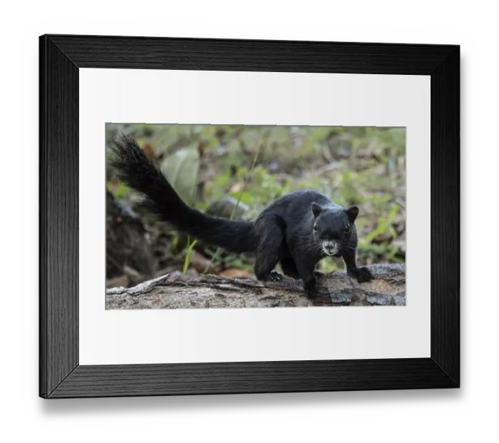 Framed Print : Black squirrel is standing on a log