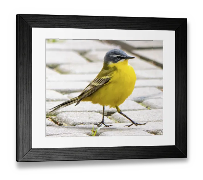 Framed Print : Yellow wagtail (Motacilla flava) Framed Print : Yellow wagtail (Motacilla flava)
