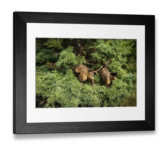 Framed Print : Two capuchin monkeys in lush green foliage