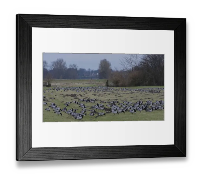 Framed Print : Goose goose