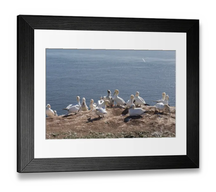 Framed Print : Gannet on the island of Heligoland Northern Gannet on the island of Heligoland