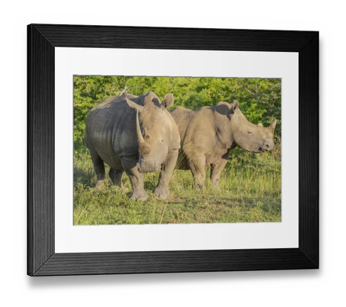 Framed Print : Rhino in Hluhluwe National Park South Africa Rhino in Hluhluwe National Park South Africa