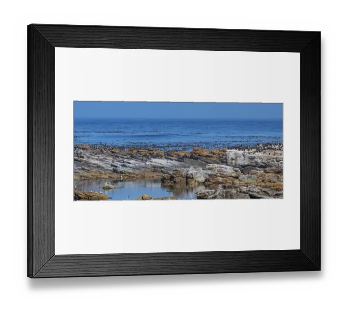 Framed Print : Seals or sea lions