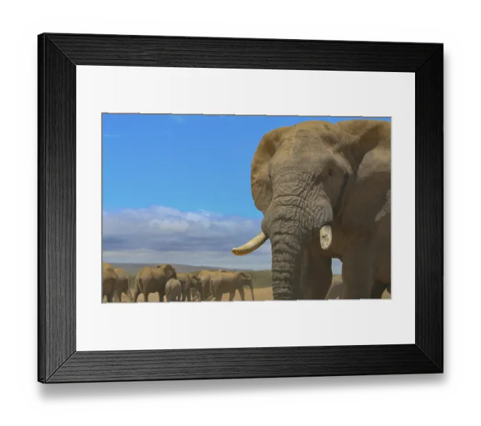 Framed Print : Herd of elephants at waterhole in the wild